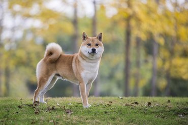 shiba inu áll egy réten