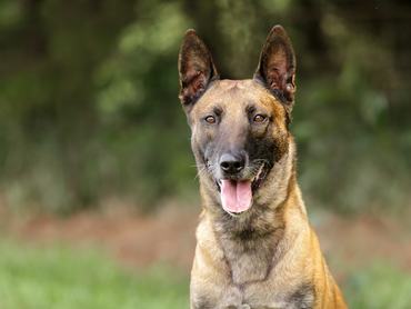 malinois