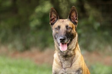 malinois