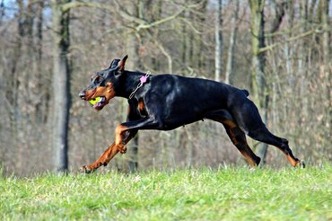 dobermann fut