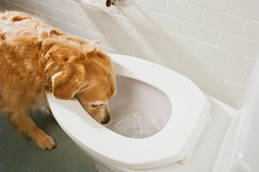 Golden retriever a wc-ből iszik.