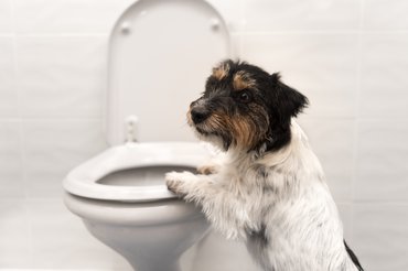 kutya támaszkodik a wc-n