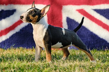 Miniatűr bullterrier