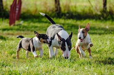 3 Miniatűr bullterrier füvön