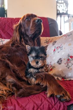 yorkshire terrier és ír szetter