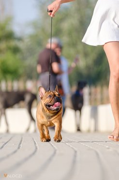 Francia bulldog