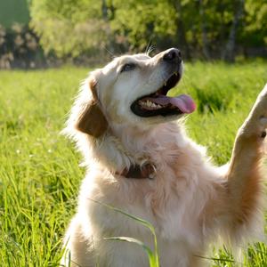 Golden retriever