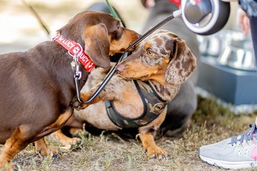 Ismerkedő tacskók a DOGZ fesztiválon