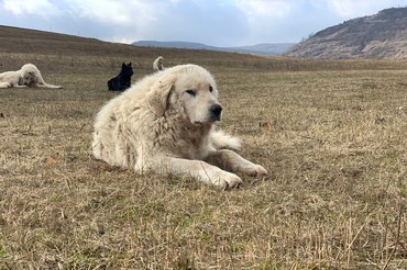 kuvasz