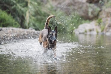 malinois vízben fut