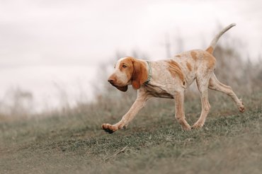 olasz vizsla kölyök üget