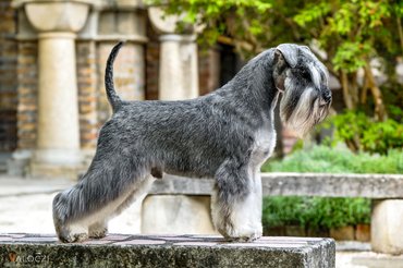 törpe schnauzer a bory várban