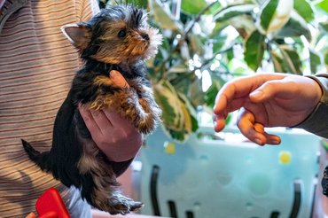 Yorkshire terrier kézben