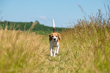 AÉK_beagle