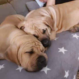 boerboel kölykök a Frearless Boerboel Kennelből
