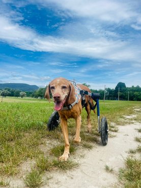 Magos Judit kutyája, Demény kerekesszékkel