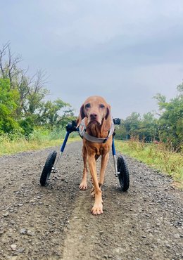 Magos Judit kutyája, Demény, kerekesszékkel