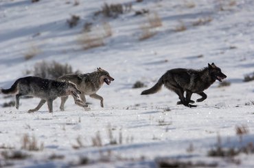 farkasok futnak a yellowstone nemzeti parkban