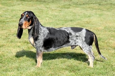 gascogne-i kék basset mezőn áll és a kamerába néz