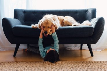 Golden retriever a kanapén egy kisgyerekkel játszik.