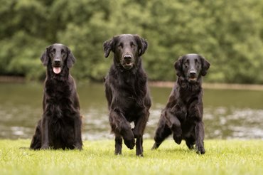 három simaszőrű retriever futás közben