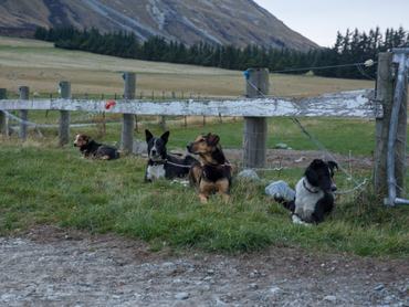 huntaway-ek és new zealand heading dogok várnak a munkakezdésre