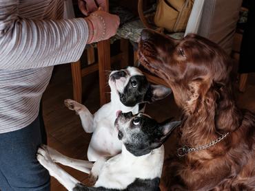 két boston terrier és egy ír szetter jutalomfalatot kapnak