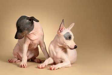 Két amerikai szőrtelen terrier kiskutya bézs háttéren