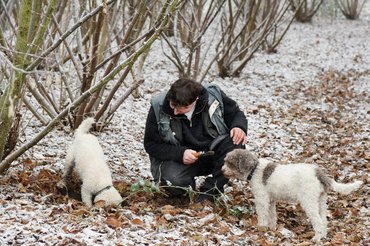 két lagotto romagnolo ásás közben