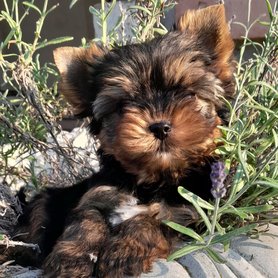 yorkshire terrier az Of New Deal Kennelből