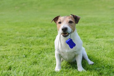 Jack Russel terrier klikkerrel