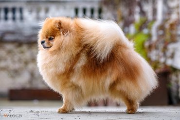 pomerániai