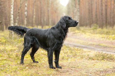 simaszőrű retriever