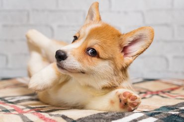 Welsh Corgi pokrócon hasal
