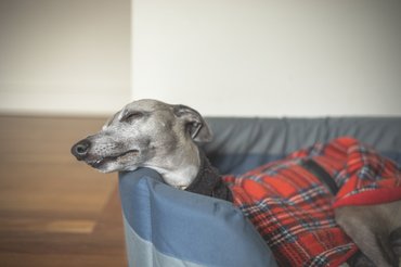 whippet alszik
