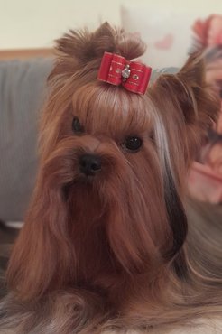 yorkshire terrier az Of New Deal Kennelből