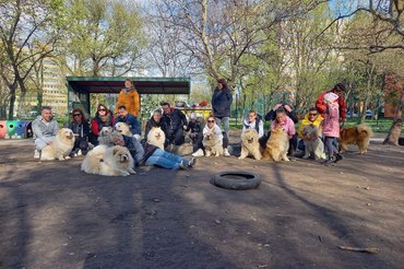 adopt a chow csapat