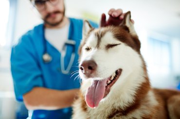 husky az állatorvosnál