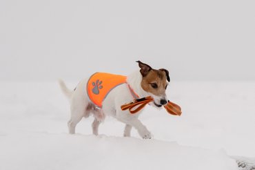 Jack Russell terrier a hóban sétál, láthatósági felszerelésben