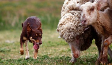 kelpie