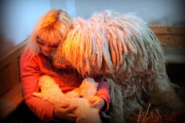 komondor alom