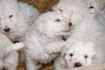 komondor kölykök