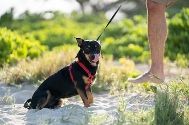 lancashire heeler