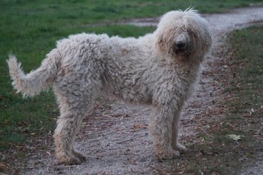 nyírott komondor
