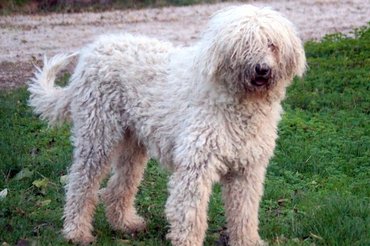 lenyírt szőrű komondor
