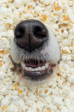 Kutyafej popcornban
