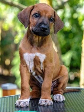 rhodesian ridgeback kölyök