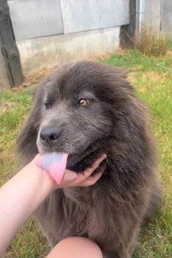 Az Adopt a Chow egy mentettje