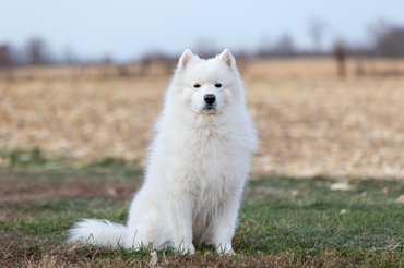 szamojéd ül a mezőn