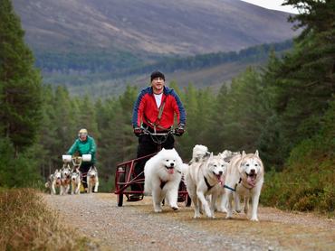 szánhúzó kutyák husky és szamojéd